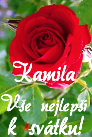 prani k svatku kamila obrazky kvetin 17 693x1024