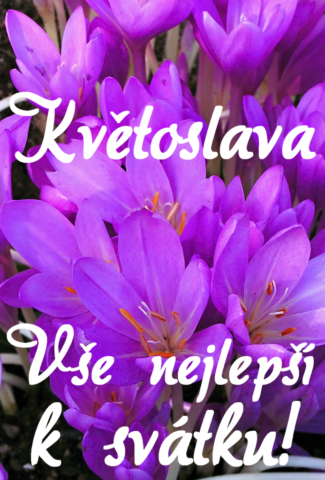 prani k svatku kvetoslava obrazky kvetin 24 693x1024