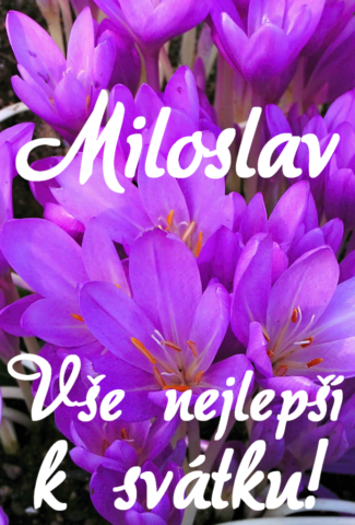 prani k svatku miloslav obrazky 693x1024