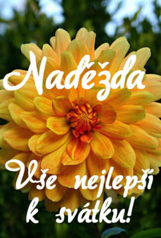 prani k svatku nadezda obrazky kvetin 5 693x1024