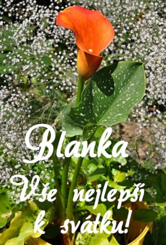 prani k svatku obrazky blanka 693x1024