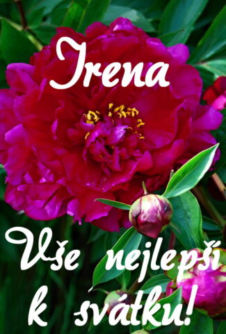 prani k svatku obrazky irena 693x1024