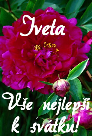 prani k svatku obrazky iveta 693x1024