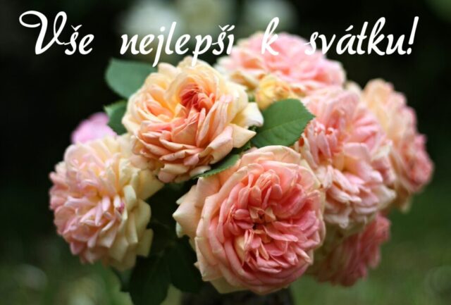 prani k svatku obrazky kvetin zdarma v 16 1024x693