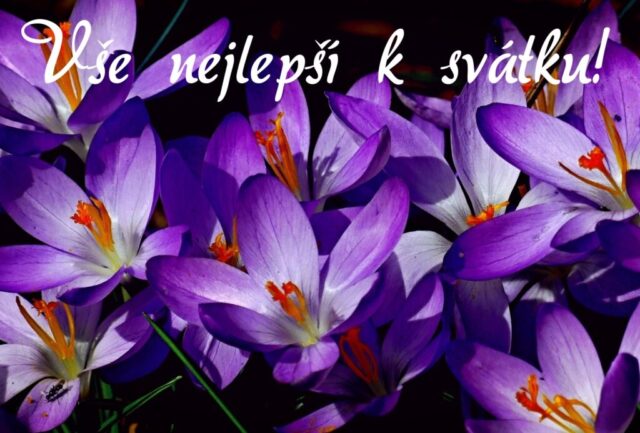 prani k svatku obrazky kvetin zdarma v 22 1024x693