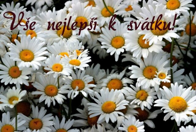 prani k svatku obrazky kvetin zdarma v 23 1024x693
