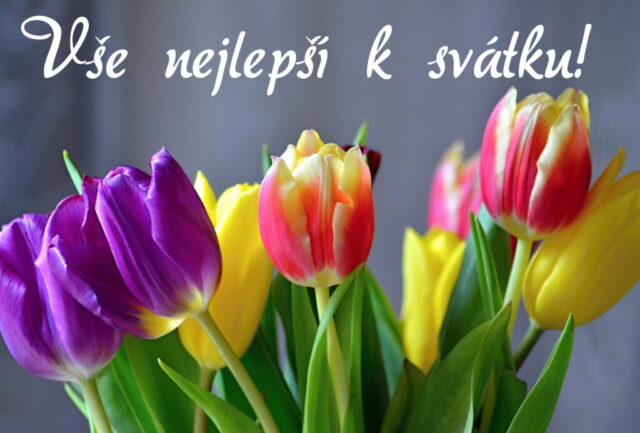 prani k svatku obrazky kvetin zdarma v 24 1024x693