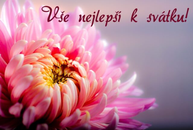 prani k svatku obrazky kvetin zdarma v 53 1024x693