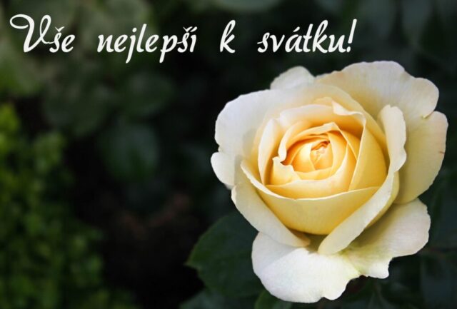 prani k svatku obrazky kvetin zdarma v 55 1024x693