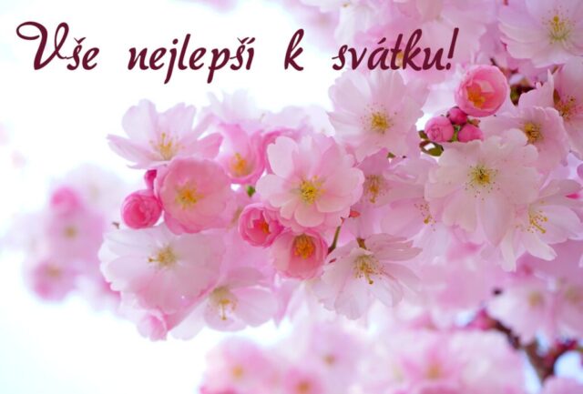 prani k svatku obrazky kvetin zdarma v 56 1024x693