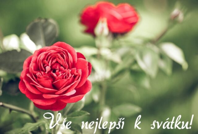 prani k svatku obrazky kvetin zdarma v 60 1024x693