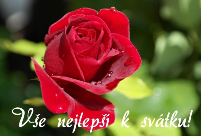 prani k svatku obrazky kvetin zdarma v 75 1024x692