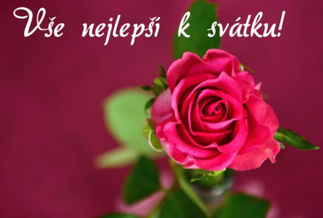 prani k svatku obrazky kvetin zdarma v 77 1024x693