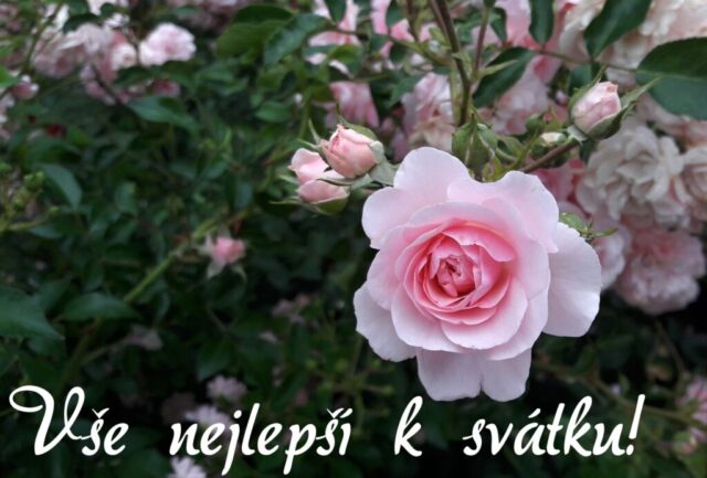prani k svatku obrazky kvetin zdarma v 79 1024x692