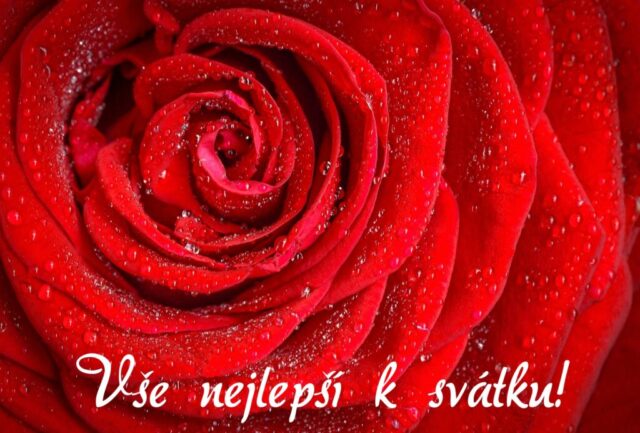 prani k svatku obrazky kvetin zdarma v 81 1024x693