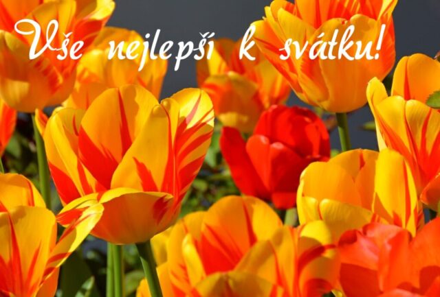 prani k svatku obrazky kvetin zdarma v 97 1024x693