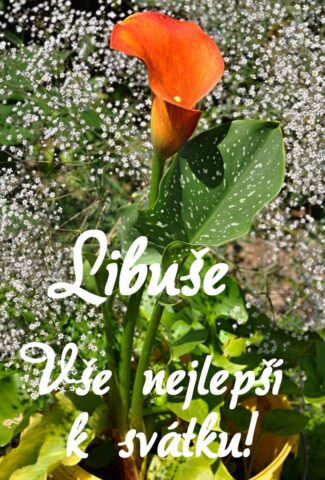 prani k svatku obrazky libuse 693x1024