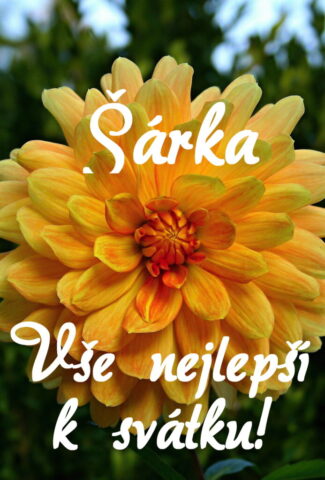 prani k svatku obrazky sarka 693x1024