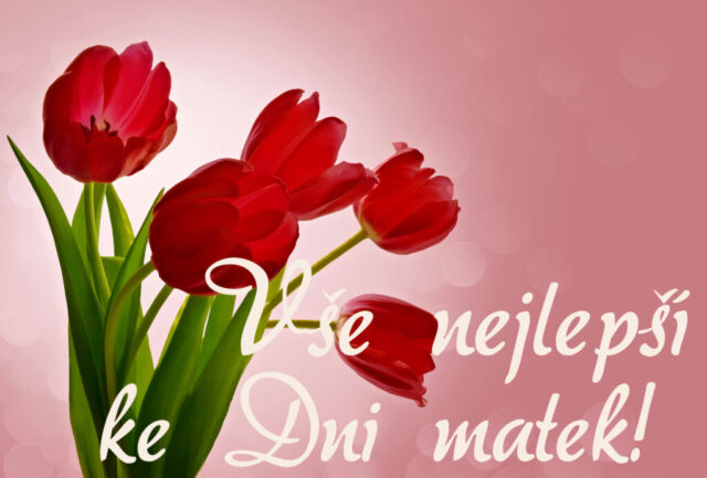 prani ke dni matek zdarma na sirku 011 1024x693