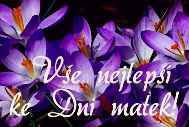prani ke dni matek zdarma na sirku 018 1024x693