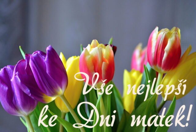 prani ke dni matek zdarma na sirku 020 1024x693