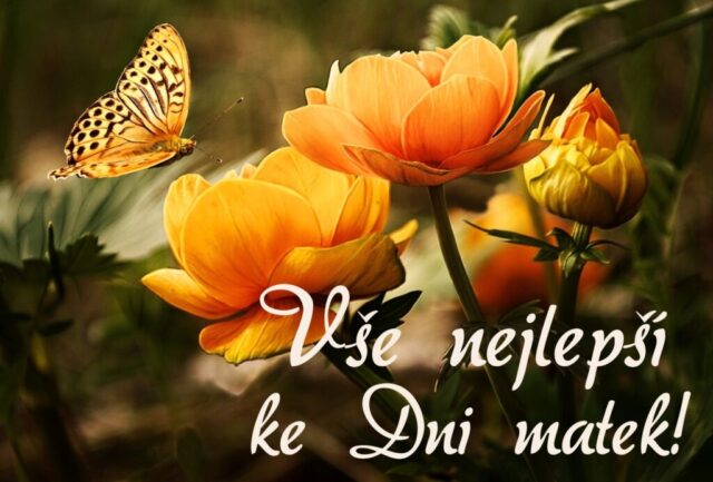 prani ke dni matek zdarma na sirku 035 1024x693