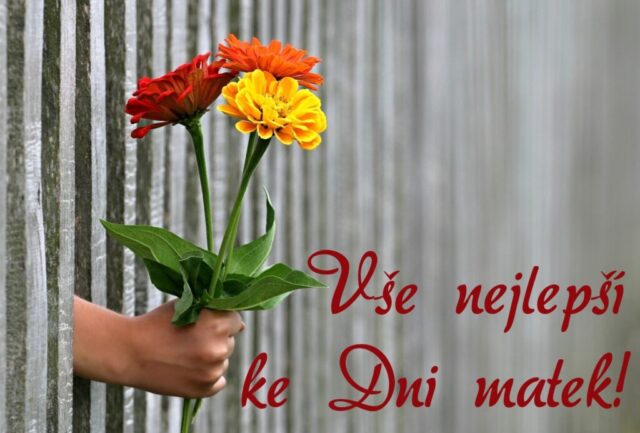 prani ke dni matek zdarma na sirku 043 1024x693