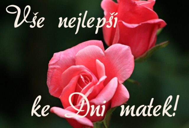 prani ke dni matek zdarma na sirku 063 1024x693