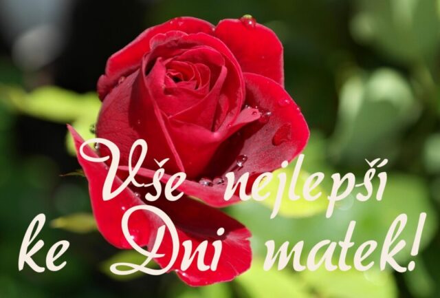 prani ke dni matek zdarma na sirku 064 1024x692