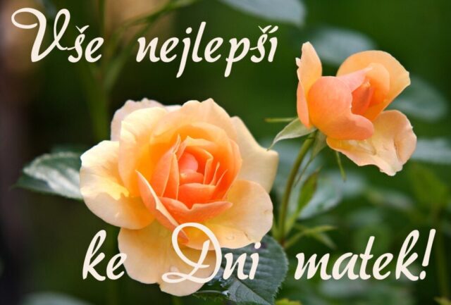 prani ke dni matek zdarma na sirku 065 1024x693