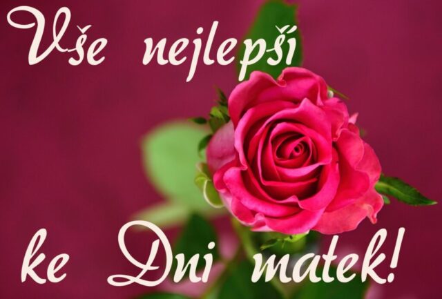 prani ke dni matek zdarma na sirku 066 1024x693