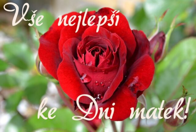 prani ke dni matek zdarma na sirku 067 1024x693