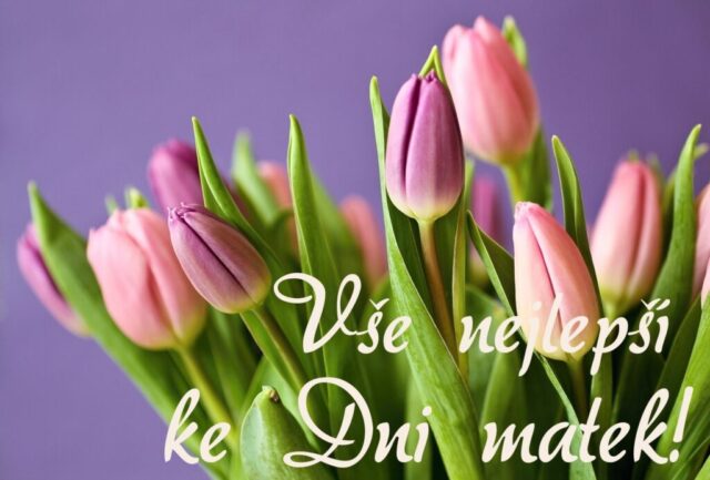 prani ke dni matek zdarma na sirku 078 1024x693
