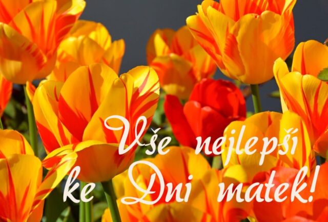 prani ke dni matek zdarma na sirku 081 1024x693