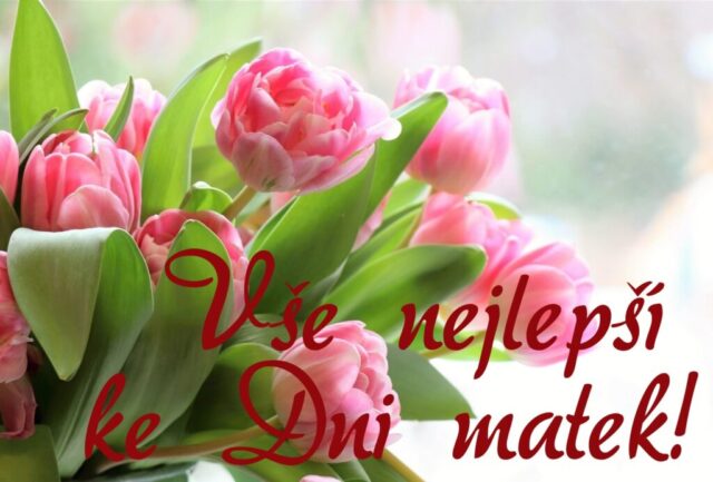 prani ke dni matek zdarma na sirku 084 1024x692
