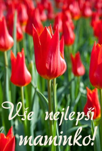 prani ke dni matek zdarma na vysku 011 693x1024