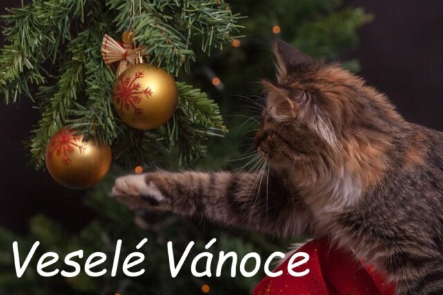 vanocni prani obrazky ke stazeni zdarma 71 1024x683