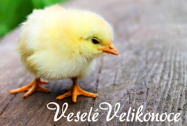 velikonocni prani obrazky zdarma 033 1024x693