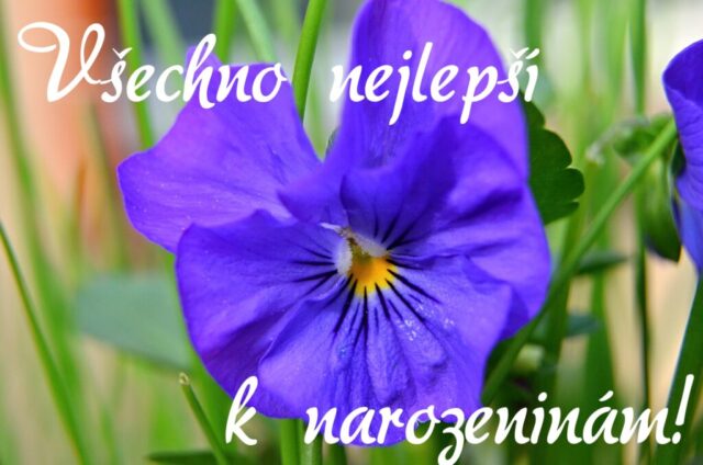 viola 5138895 1920 1024x678